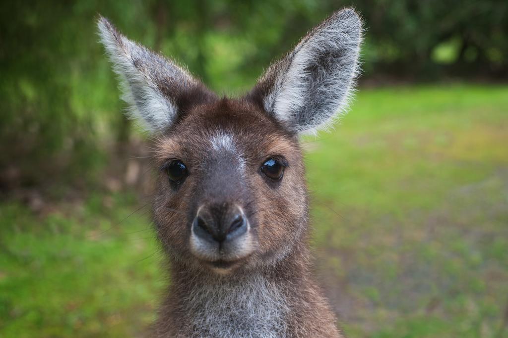 Yelverton Brook Conservation Sanctuary Metricup Экстерьер фото