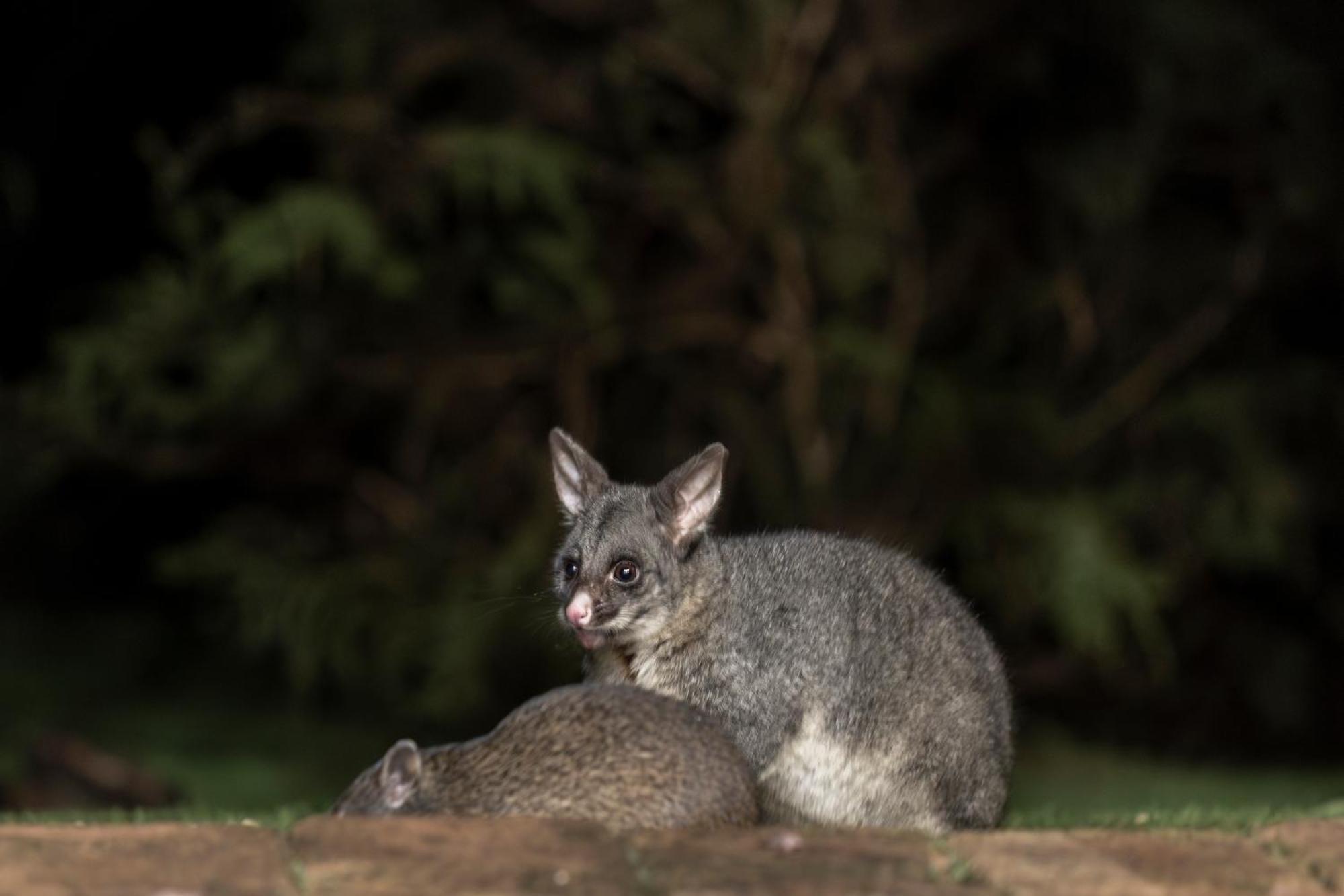 Yelverton Brook Conservation Sanctuary Metricup Экстерьер фото