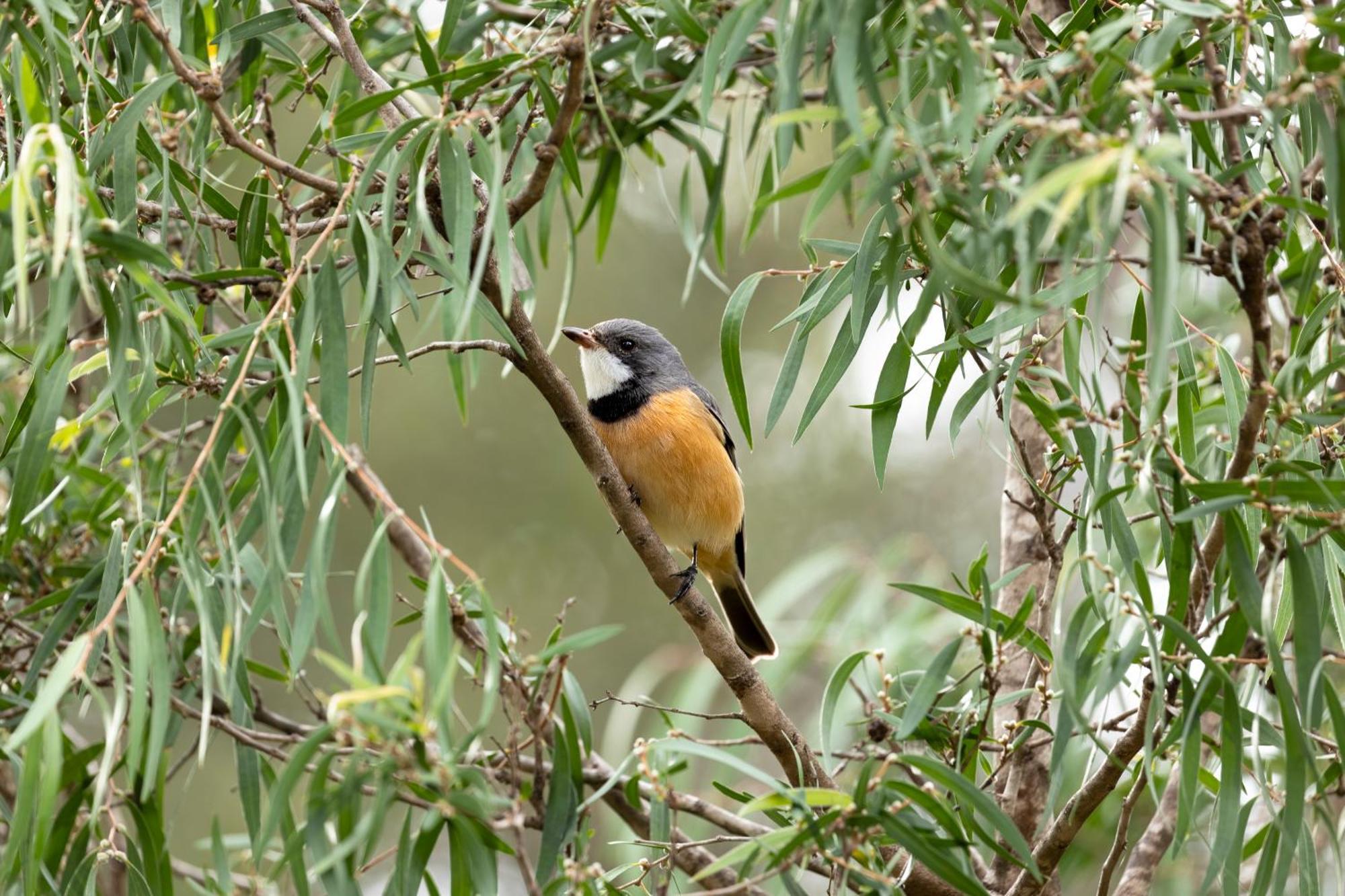 Yelverton Brook Conservation Sanctuary Metricup Экстерьер фото