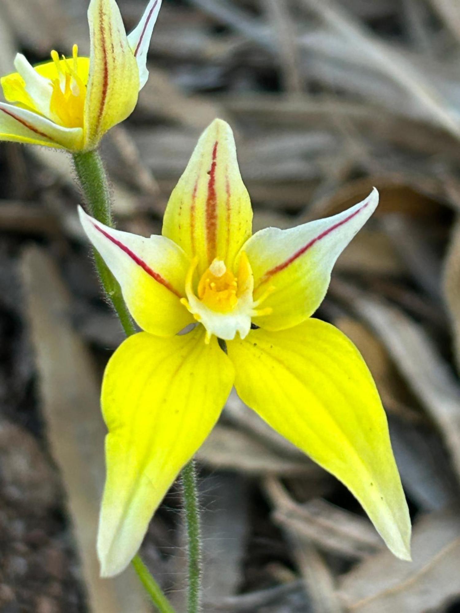 Yelverton Brook Conservation Sanctuary Metricup Экстерьер фото